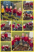Planting Daffodil Bulbs