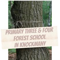 Forest School in Knockmany for Primary 3 & 4